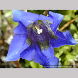 Perennials ~ Gentiana acaulis, Trumpet Gentian ~ Dancing Oaks Nursery and Gardens ~ Retail Nursery ~ Mail Order Nursery