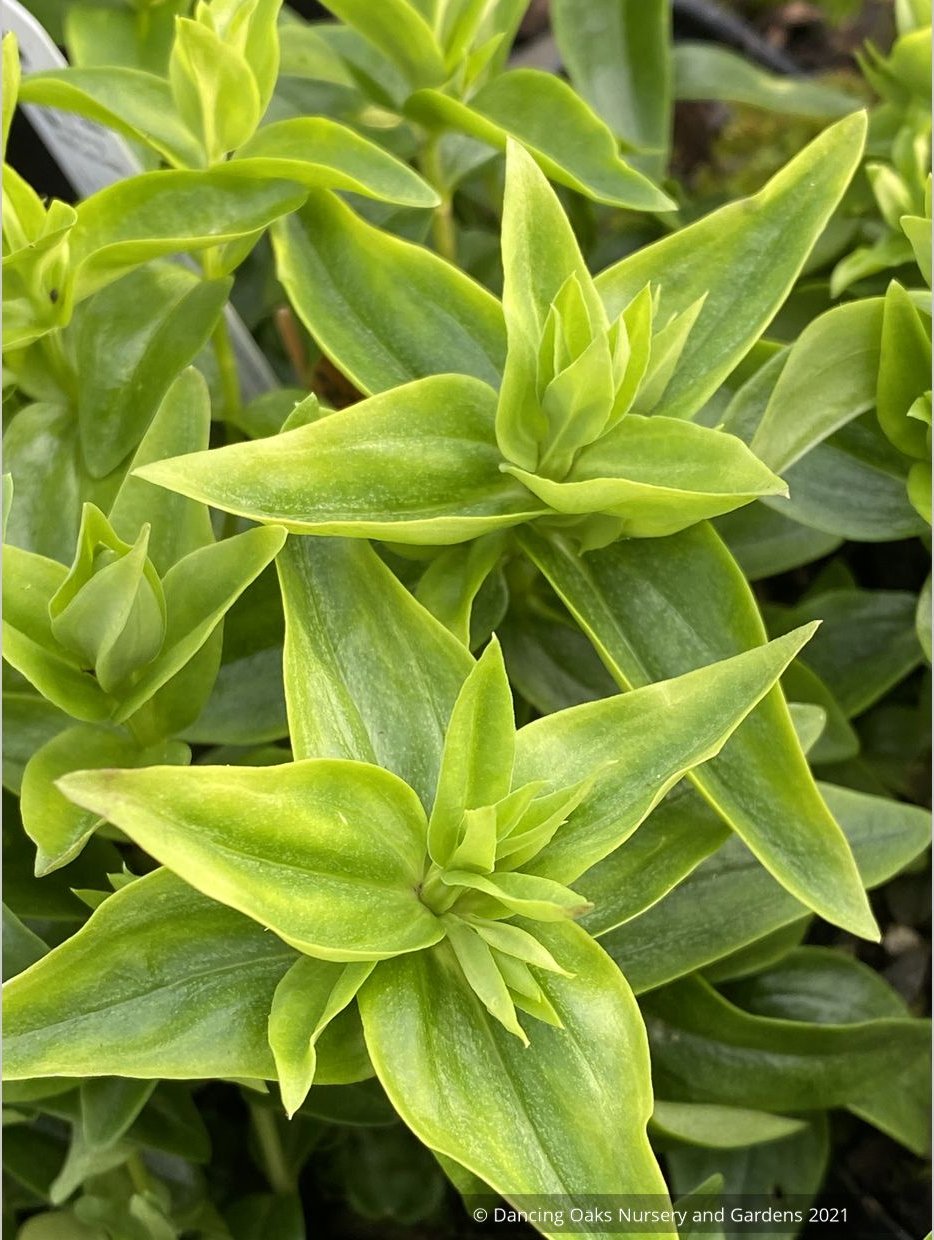 Gentiana septemfida var. lagodechiana 'Bella Alpinella', Gentian
