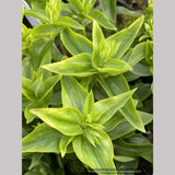 Gentiana septemfida var. lagodechiana 'Bella Alpinella', Gentian