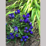 Gentiana 'True Blue' PP20433, Bottle Gentian