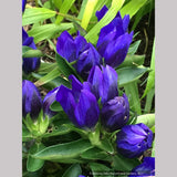 Gentiana 'True Blue' PP20433, Bottle Gentian