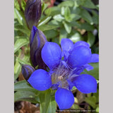 Perennials ~ Gentiana septemfida var. lagodechiana 'Bella Alpinella', Gentian ~ Dancing Oaks Nursery and Gardens ~ Retail Nursery ~ Mail Order Nursery