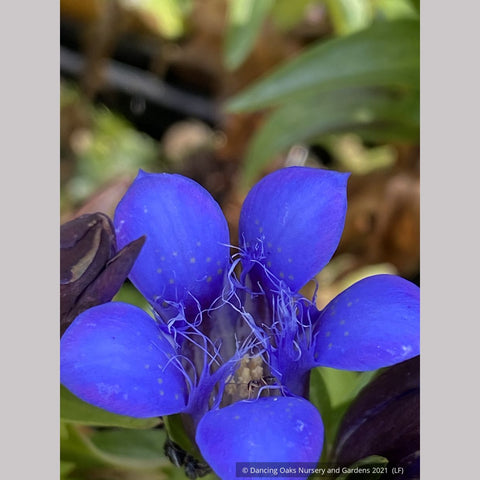 Perennials ~ Gentiana septemfida var. lagodechiana 'Bella Alpinella', Gentian ~ Dancing Oaks Nursery and Gardens ~ Retail Nursery ~ Mail Order Nursery