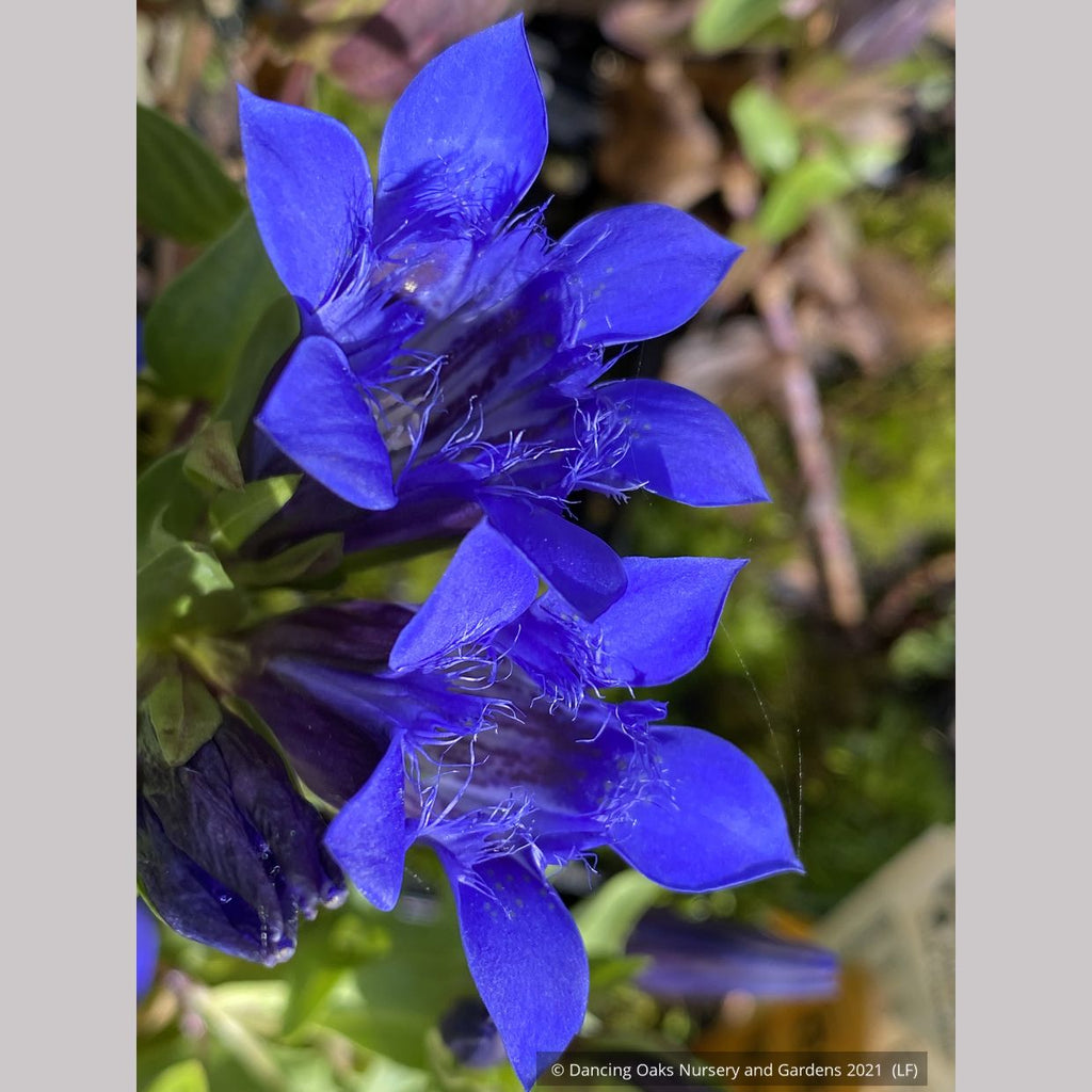 Gentiana septemfida var. lagodechiana 'Bella Alpinella', Gentian