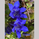 Perennials ~ Gentiana septemfida var. lagodechiana 'Bella Alpinella', Gentian ~ Dancing Oaks Nursery and Gardens ~ Retail Nursery ~ Mail Order Nursery