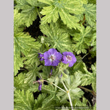 Geranium phaeum 'Margaret Wilson', Hardy Geranium