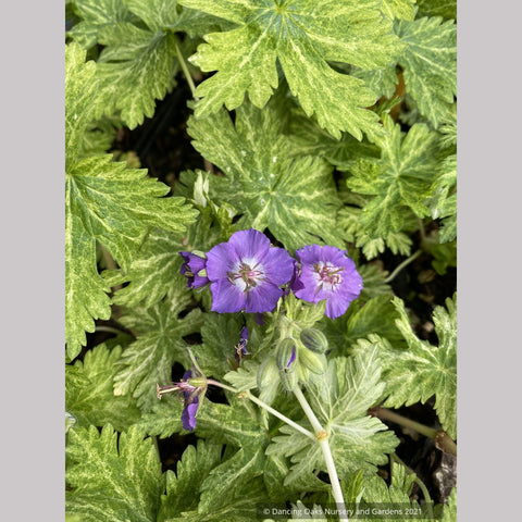 Perennials ~ Geranium phaeum 'Margaret Wilson', Hardy Geranium ~ Dancing Oaks Nursery and Gardens ~ Retail Nursery ~ Mail Order Nursery