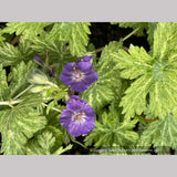 Geranium phaeum 'Margaret Wilson', Hardy Geranium