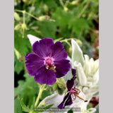 Perennials ~ Geranium phaeum 'Tricia', Hardy Geranium ~ Dancing Oaks Nursery and Gardens ~ Retail Nursery ~ Mail Order Nursery