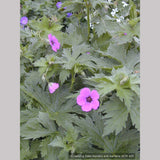 Perennials ~ Geranium psilostemon, Armenian Cranesbill ~ Dancing Oaks Nursery and Gardens ~ Retail Nursery ~ Mail Order Nursery