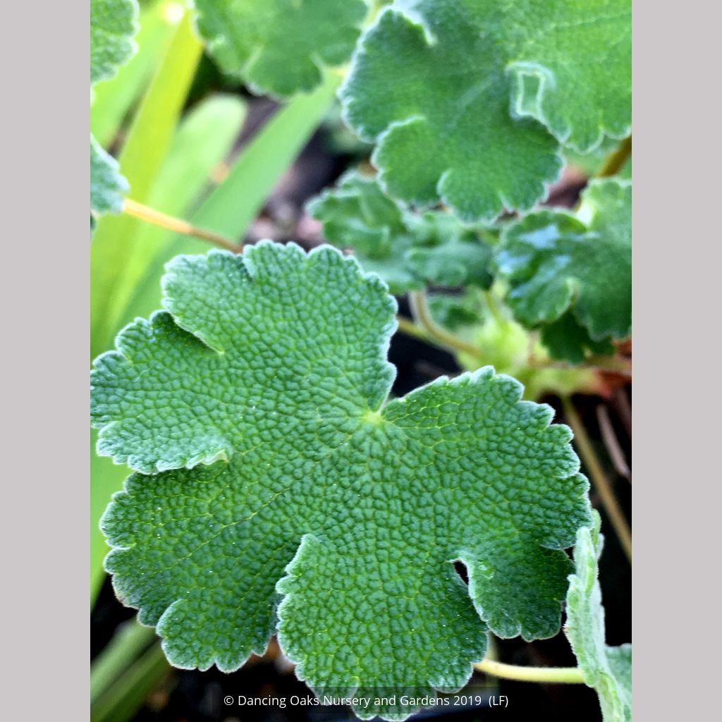 geranium renardii seeds Geranium renardii, Hardy Geranium or Cranesbill – Dancing Oaks Nursery and  Gardens