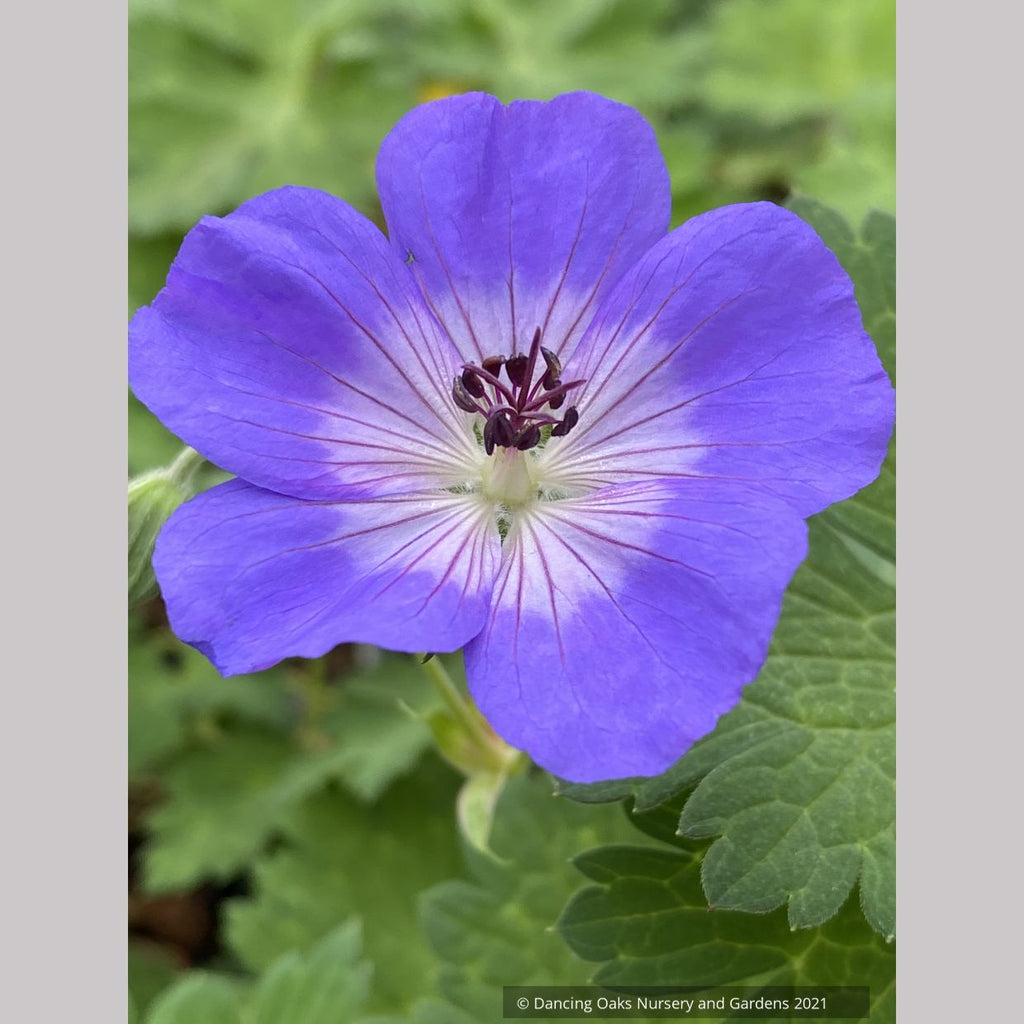 hardy geranium rozanne seeds Geranium 'Rozanne' PP12175, Hardy Geranium – Dancing Oaks Nursery and Gardens