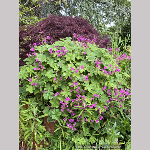 Perennials ~ Geranium macrorrhizum 'Czakor', Hardy Geranium ~ Dancing Oaks Nursery and Gardens ~ Retail Nursery ~ Mail Order Nursery