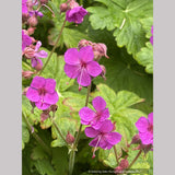 Perennials ~ Geranium macrorrhizum 'Czakor', Hardy Geranium ~ Dancing Oaks Nursery and Gardens ~ Retail Nursery ~ Mail Order Nursery
