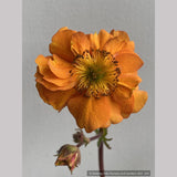 Perennials ~ Geum 'Fire Storm', Avens ~ Dancing Oaks Nursery and Gardens ~ Retail Nursery ~ Mail Order Nursery