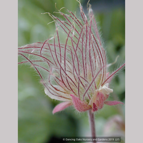 Perennials ~ Geum triflorum, Prairie Smoke ~ Dancing Oaks Nursery and Gardens ~ Retail Nursery ~ Mail Order Nursery