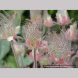 Perennials ~ Geum triflorum, Prairie Smoke ~ Dancing Oaks Nursery and Gardens ~ Retail Nursery ~ Mail Order Nursery