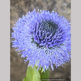 Globularia bisnagarica, Blue Globe Daisy