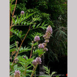 Perennials ~ Glycyrrhiza echinata, Chinese Licorice ~ Dancing Oaks Nursery and Gardens ~ Retail Nursery ~ Mail Order Nursery