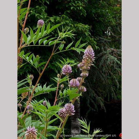 Perennials ~ Glycyrrhiza echinata, Chinese Licorice ~ Dancing Oaks Nursery and Gardens ~ Retail Nursery ~ Mail Order Nursery