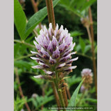 Perennials ~ Glycyrrhiza echinata, Chinese Licorice ~ Dancing Oaks Nursery and Gardens ~ Retail Nursery ~ Mail Order Nursery