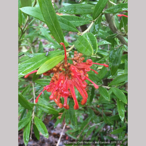 Shrubs ~ Grevillea 'Constance' seedling ~ Dancing Oaks Nursery and Gardens ~ Retail Nursery ~ Mail Order Nursery
