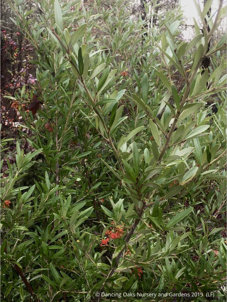 Shrubs ~ Grevillea 'Constance' seedling ~ Dancing Oaks Nursery and Gardens ~ Retail Nursery ~ Mail Order Nursery