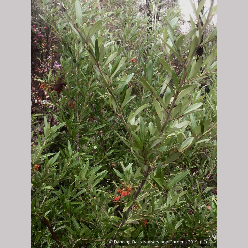 Grevillea x 'Constance' seedling – Dancing Oaks Nursery and Gardens