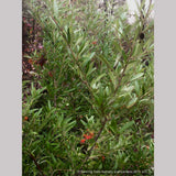 Shrubs ~ Grevillea 'Constance' seedling ~ Dancing Oaks Nursery and Gardens ~ Retail Nursery ~ Mail Order Nursery