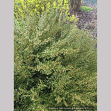Shrubs ~ Grevillea australis, Southern Grevillea ~ Dancing Oaks Nursery and Gardens ~ Retail Nursery ~ Mail Order Nursery