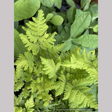 Ferns ~ Gymnocarpium dryopteris 'Plumosum', Plumose Oak Fern - Dancing Oaks Nursery and Gardens ~ Dancing Oaks Nursery and Gardens ~ Retail Nursery ~ Mail Order Nursery