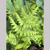 Ferns ~ Gymnocarpium dryopteris 'Plumosum', Plumose Oak Fern - Dancing Oaks Nursery and Gardens ~ Dancing Oaks Nursery and Gardens ~ Retail Nursery ~ Mail Order Nursery