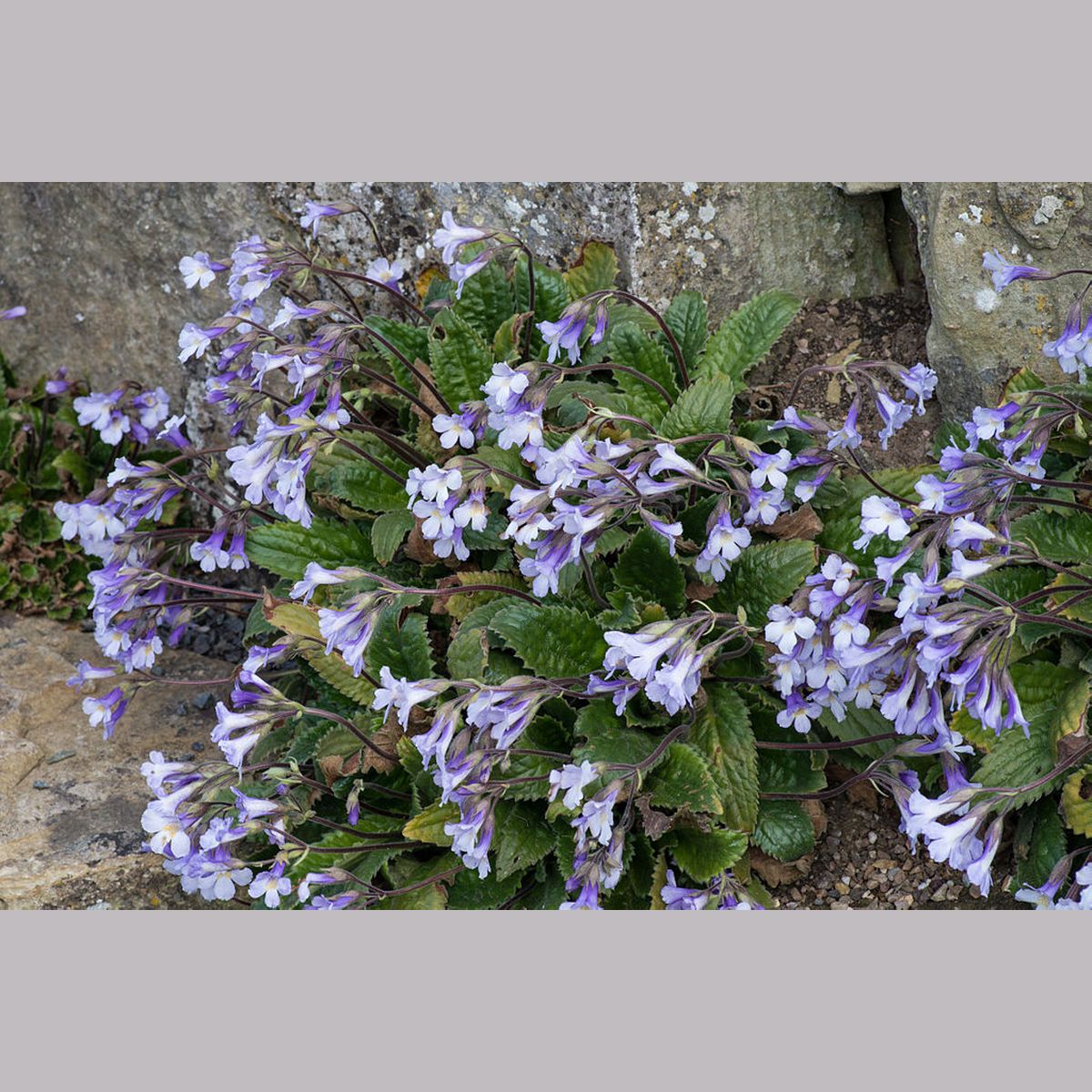 Perennials ~ Haberlea rhodopensis ~ Dancing Oaks Nursery and Gardens ~ Retail Nursery ~ Mail Order Nursery