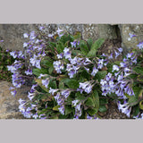 Perennials ~ Haberlea rhodopensis ~ Dancing Oaks Nursery and Gardens ~ Retail Nursery ~ Mail Order Nursery