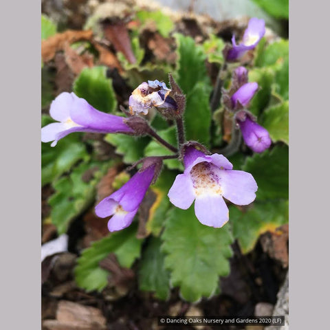 Perennials ~ Haberlea rhodopensis ~ Dancing Oaks Nursery and Gardens ~ Retail Nursery ~ Mail Order Nursery