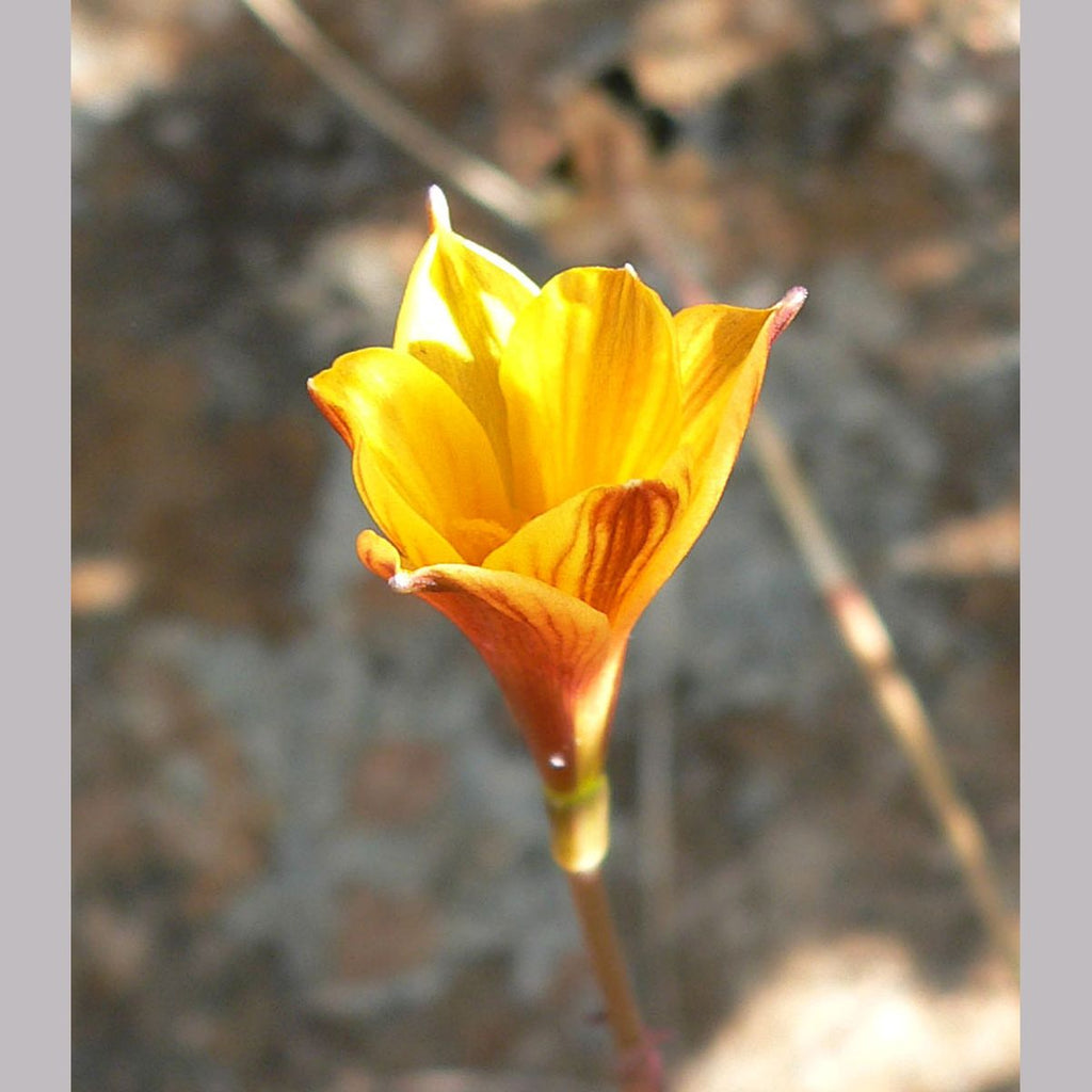 copper lily flower Habranthus tubispathus, Copper Lily