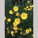 Shrubs ~ Halimium calycinum, Yellow Rock Rose ~ Dancing Oaks Nursery and Gardens ~ Retail Nursery ~ Mail Order Nursery