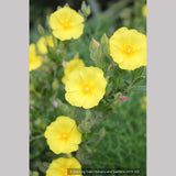 Shrubs ~ Halimium calycinum, Yellow Rock Rose ~ Dancing Oaks Nursery and Gardens ~ Retail Nursery ~ Mail Order Nursery
