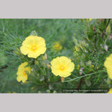 Shrubs ~ Halimium calycinum, Yellow Rock Rose ~ Dancing Oaks Nursery and Gardens ~ Retail Nursery ~ Mail Order Nursery