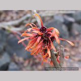Shrubs ~ Hamamelis x 'Diane', Witch Hazel ~ Dancing Oaks Nursery and Gardens ~ Retail Nursery ~ Mail Order Nursery