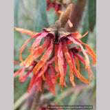 Shrubs ~ Hamamelis x 'Diane', Witch Hazel ~ Dancing Oaks Nursery and Gardens ~ Retail Nursery ~ Mail Order Nursery