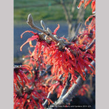 Shrubs ~ Hamamelis x 'Diane', Witch Hazel ~ Dancing Oaks Nursery and Gardens ~ Retail Nursery ~ Mail Order Nursery