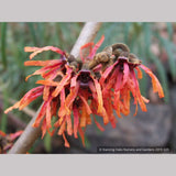 Shrubs ~ Hamamelis x 'Diane', Witch Hazel ~ Dancing Oaks Nursery and Gardens ~ Retail Nursery ~ Mail Order Nursery