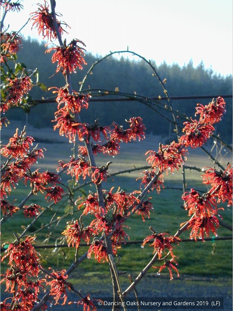 Shrubs ~ Hamamelis x 'Diane', Witch Hazel ~ Dancing Oaks Nursery and Gardens ~ Retail Nursery ~ Mail Order Nursery
