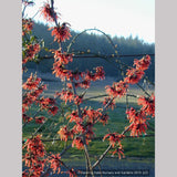Shrubs ~ Hamamelis x 'Diane', Witch Hazel ~ Dancing Oaks Nursery and Gardens ~ Retail Nursery ~ Mail Order Nursery