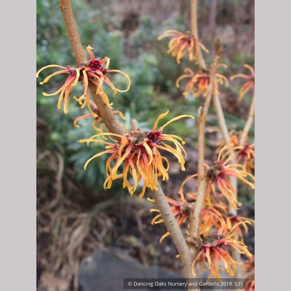 Hamamelis ×intermedia 'Jelena'  Hamamelis ×intermedia 'Jelena' - Van den  Berk Nurseries