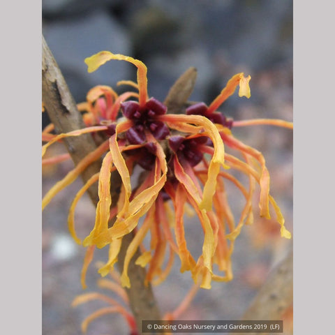 Shrubs ~ Hamamelis x intermedia 'Jelena', Witch Hazel ~ Dancing Oaks Nursery and Gardens ~ Retail Nursery ~ Mail Order Nursery