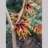 Shrubs ~ Hamamelis x intermedia 'Jelena', Witch Hazel ~ Dancing Oaks Nursery and Gardens ~ Retail Nursery ~ Mail Order Nursery