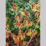 Shrubs ~ Hamamelis x intermedia 'Jelena', Witch Hazel ~ Dancing Oaks Nursery and Gardens ~ Retail Nursery ~ Mail Order Nursery