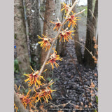 Shrubs ~ Hamamelis x intermedia 'Winter Beauty', Witch Hazel ~ Dancing Oaks Nursery and Gardens ~ Retail Nursery ~ Mail Order Nursery